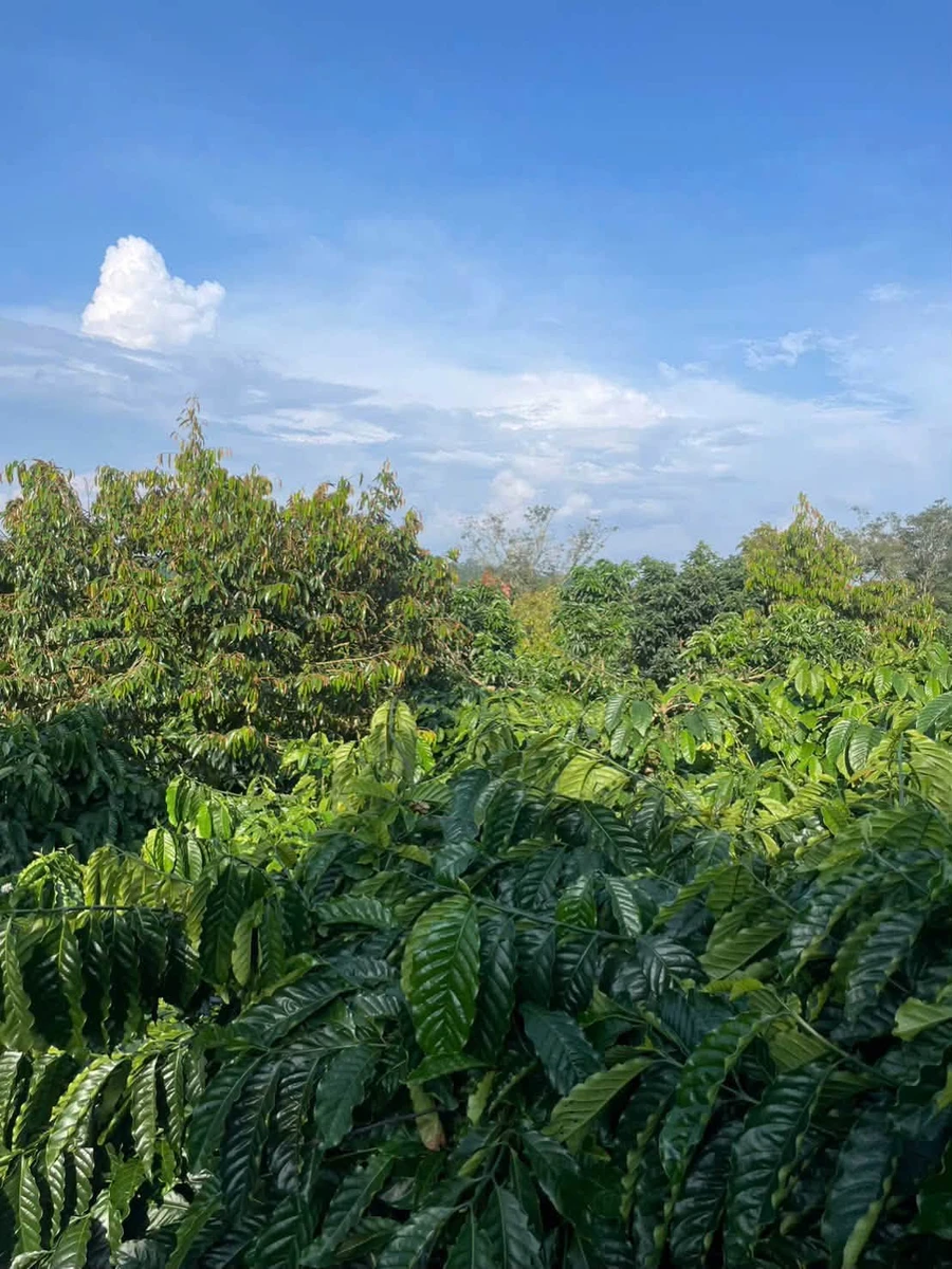 Bán 2.5 hectare đất sản xuất Tuy Đức, Lâm Đồng - Ảnh thu nhỏ 2
