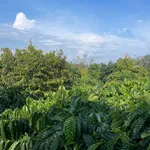 Bán 2.5 hectare đất sản xuất Tuy Đức, Lâm Đồng - Ảnh thu nhỏ 2