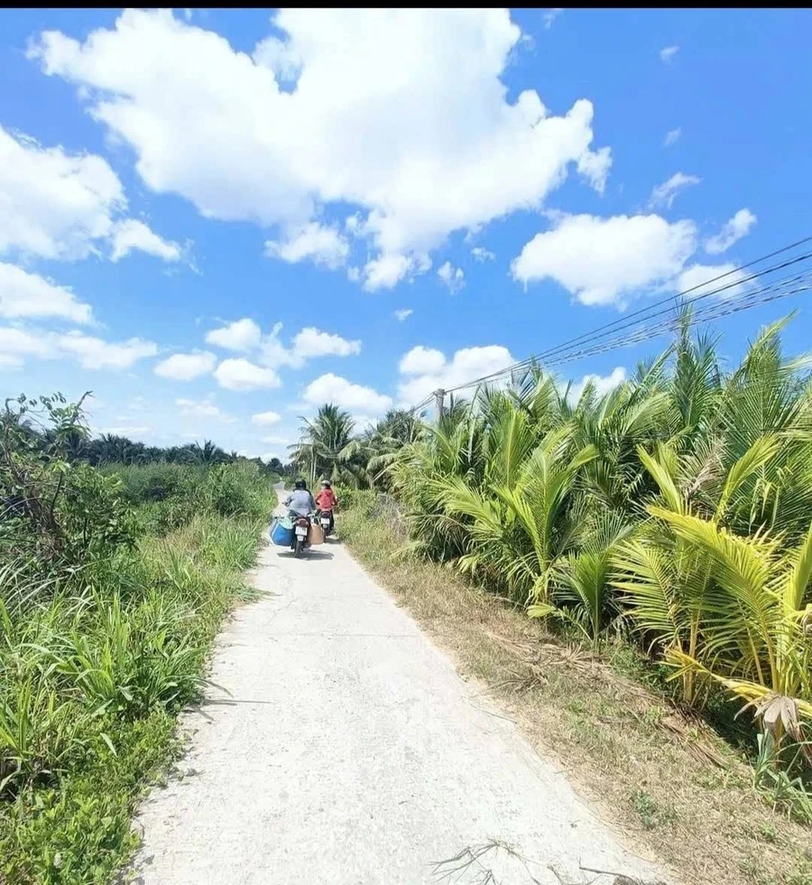 Bán vườn dừa 6100m² Phong Nẫm, Nhà Bè - Ảnh 1