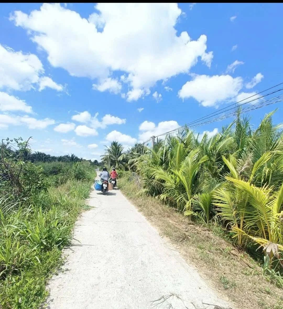 Bán vườn dừa 6100m² Phong Nẫm, Nhà Bè - Ảnh 1