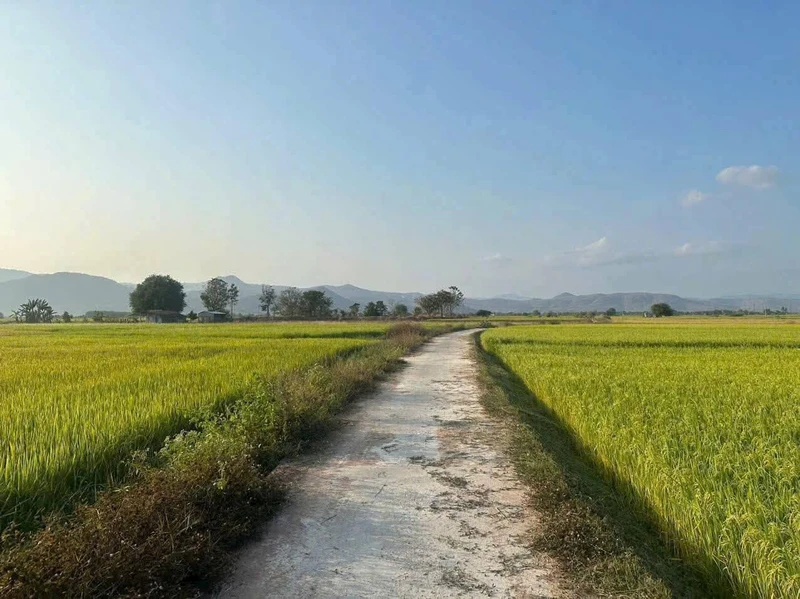 Bán đất thổ cư 1000m² Hàm Thuận 650 triệu