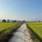Bán đất thổ cư 1000m² Hàm Thuận 650 triệu - Ảnh thu nhỏ 1