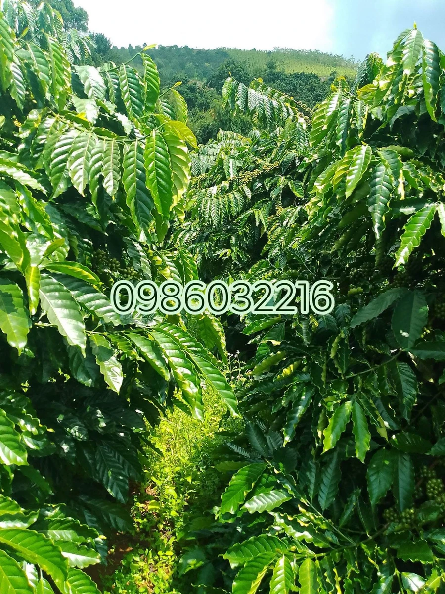 Bán đất nông nghiệp 1,5 ha có nhà xây và cà phê ở Đắk Nông - Ảnh 1