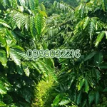 Bán đất nông nghiệp 1,5 ha có nhà xây và cà phê ở Đắk Nông - Ảnh thu nhỏ 1