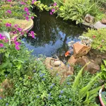 Nhượng nhà vườn 500m2 giá 2 tỷ 990 triệu Thủ Đức - Ảnh thu nhỏ 2