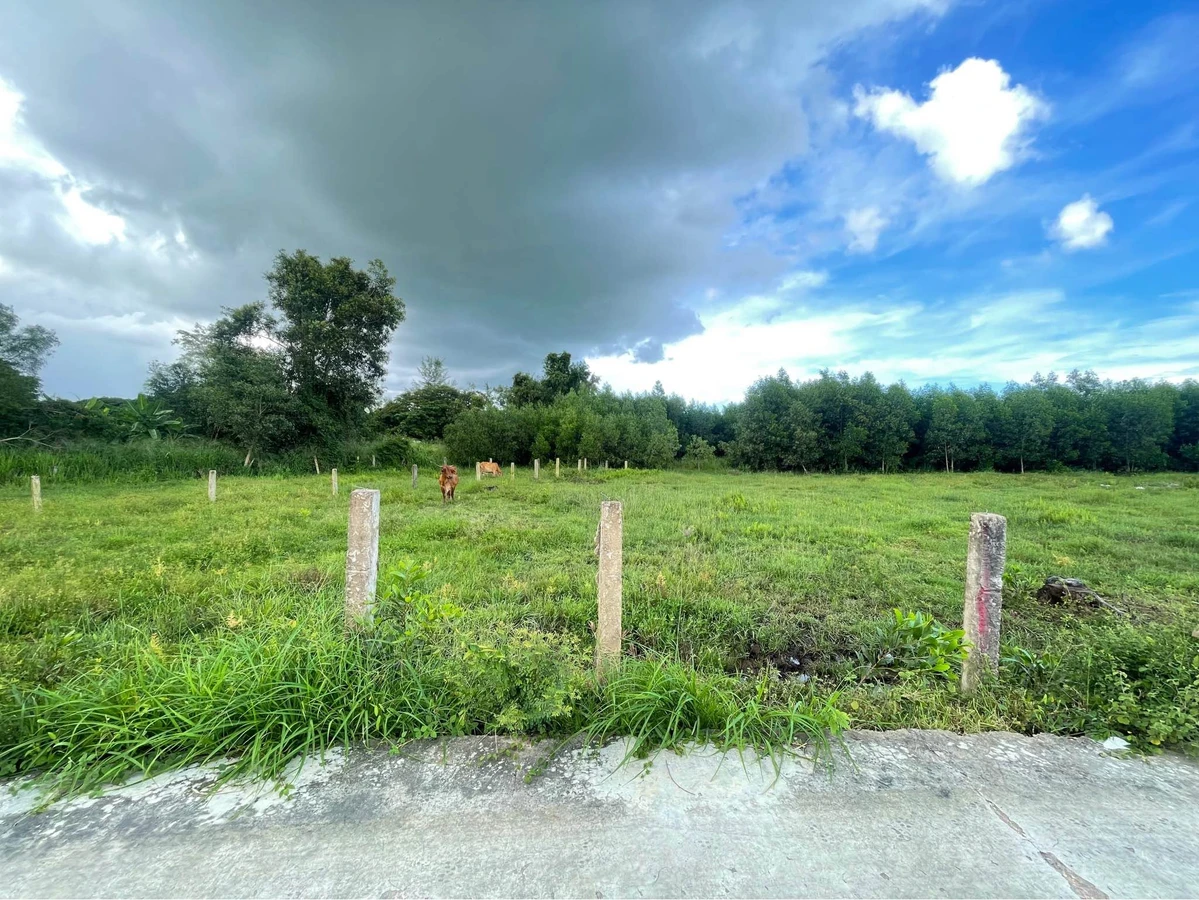 Bán đất cây lâu năm 1.000m² Xã Hàm Liêm 420 triệu - Ảnh thu nhỏ 2
