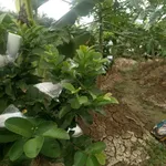 Bán đất vườn 2,4 công 80x40m Xã Quới Sơn - Ảnh thu nhỏ 2