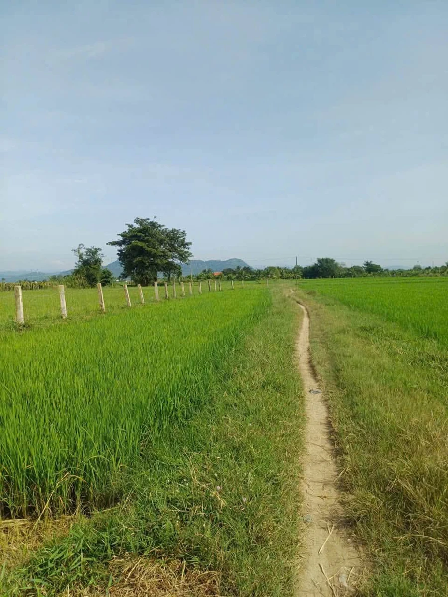 Bán đất 2 sào 6 giá 145 triệu Bình Thuận - Ảnh thu nhỏ 3