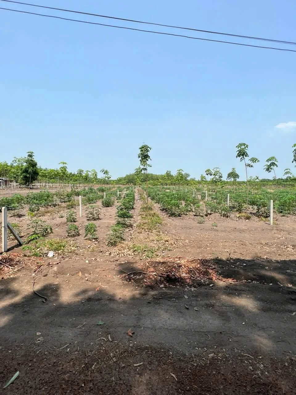 Bán đất sào 1000m² giá 299 triệu Chơn Thành - Ảnh 1
