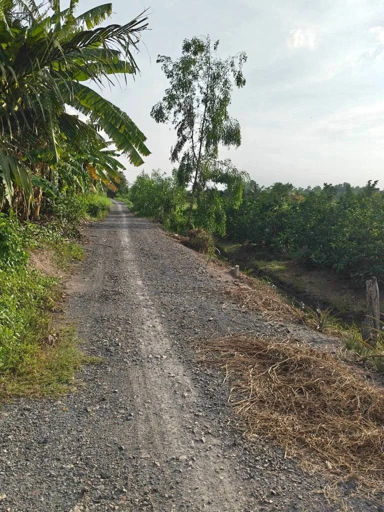 Bán đất ngộp Tân Thành Thủ Thừa 1000m2 giá 425 triệu - Ảnh thu nhỏ 4