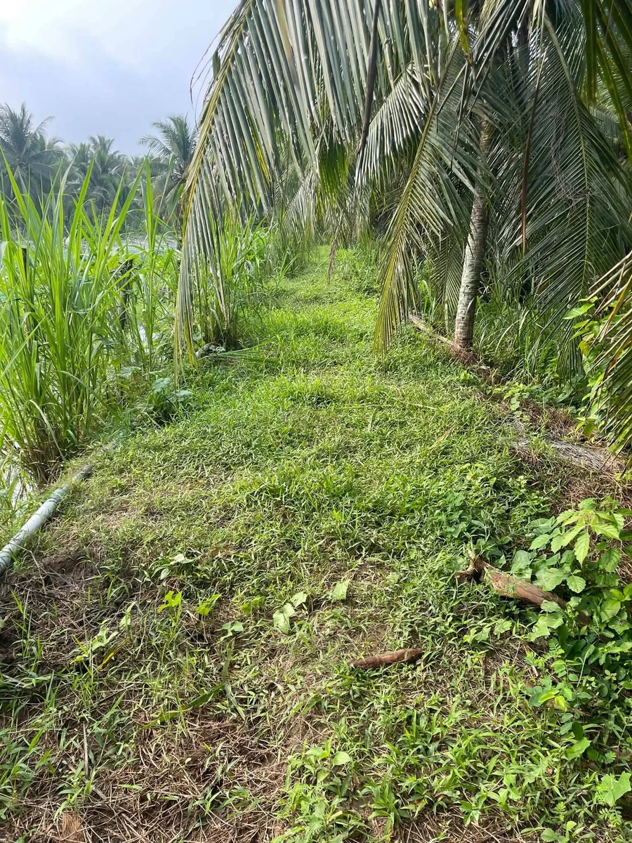 Bán đất 3000m² Nhuận Phú Tân 400 triệu - Ảnh thu nhỏ 5