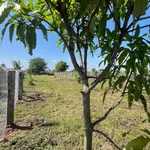 Bán đất vườn cao ráo ~1 sào Phan Thiết 479 triệu - Ảnh thu nhỏ 2