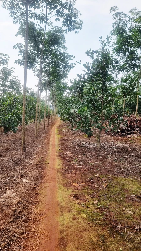 Bán 1,6ha đất cao su xen điều Đồng Nai 3,5 tỷ