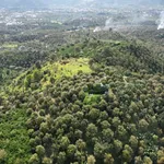 Bán 2000m² đất vườn sầu riêng Bảo Lộc, 1,3 tỷ - Ảnh thu nhỏ 1