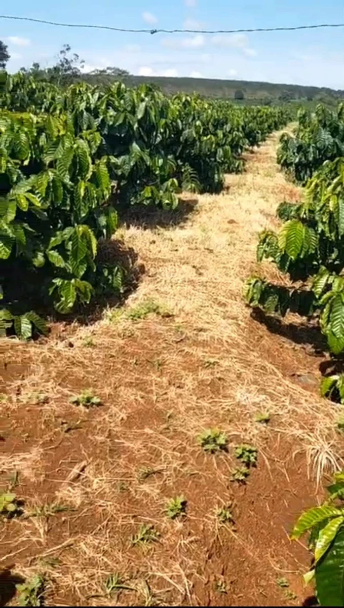 Bán 1,1ha đất cà phê tơ đất đỏ bazan giá 2,2 tỷ tại Chư Sê, Gia Lai - Ảnh thu nhỏ 2