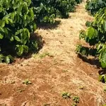 Bán 1,1ha đất cà phê tơ đất đỏ bazan giá 2,2 tỷ tại Chư Sê, Gia Lai - Ảnh thu nhỏ 2