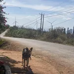 Chính chủ -Bán gấp 5,9 sào mặt tiền 150m - Chư Pưh, Gia Lai - có sẵn cây trồng và nhà ở - giá tốt - Ảnh thu nhỏ 1