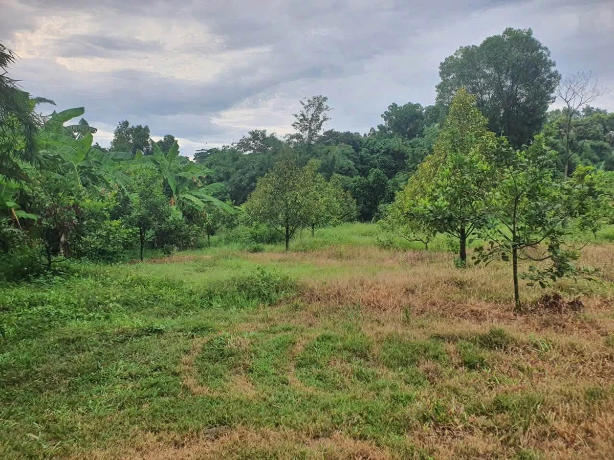 Bán đất 2 sào Củ Chi, mặt tiền, view suối, có cây ăn trái - Ảnh thu nhỏ 2