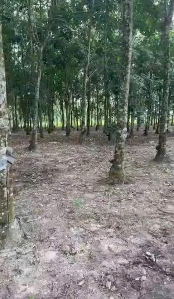 Bán 1,7 ha đất Phường An Lộc, Đồng Nai - Ảnh 1