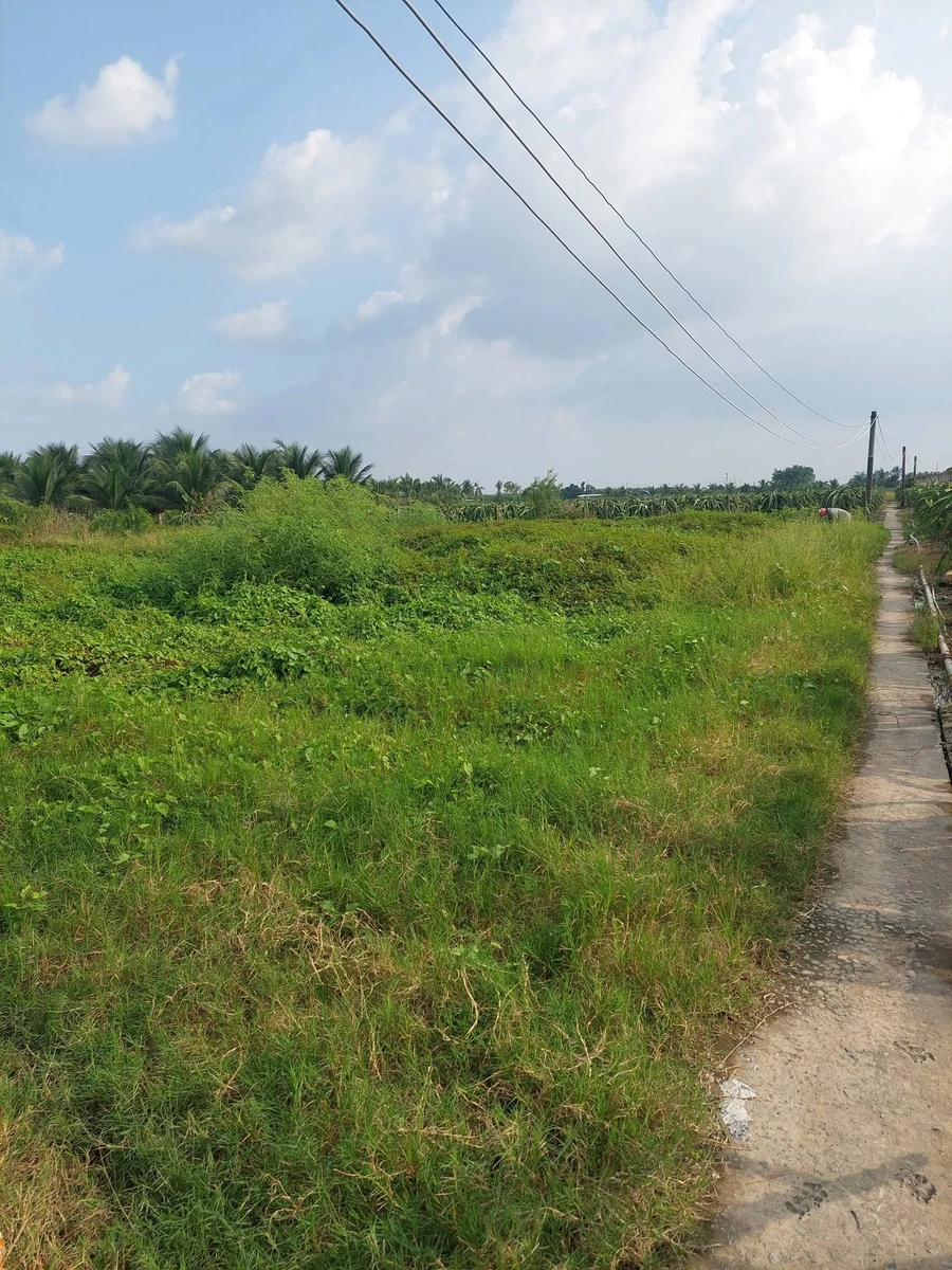 Bán đất 1000m2 gần chợ Tầm Vu, Hồ Chí Minh - Ảnh thu nhỏ 3