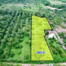 Vườn vải full siêu đẹp chỉ 6xxtr - Ảnh thu nhỏ 6