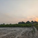 Bán đất 1,7ha Hảo Đước, Châu Thành, Tây Ninh, mặt tiền lớn, có 3.800m² đất thổ cư - Ảnh thu nhỏ 6
