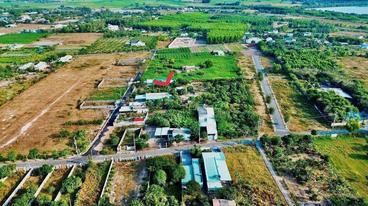 Bán vườn xoài Phước Hải, BRVT, 2000 m², 7,2 tỷ - Ảnh 1