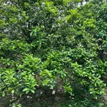 Bán nhà vườn 1PN 525m2 Mỹ Đình Hà Nội 4 tỷ - Ảnh thu nhỏ 4