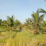 Bán vườn dừa 8 công ở Tân Mỹ, Ba Trị - Ảnh thu nhỏ 3