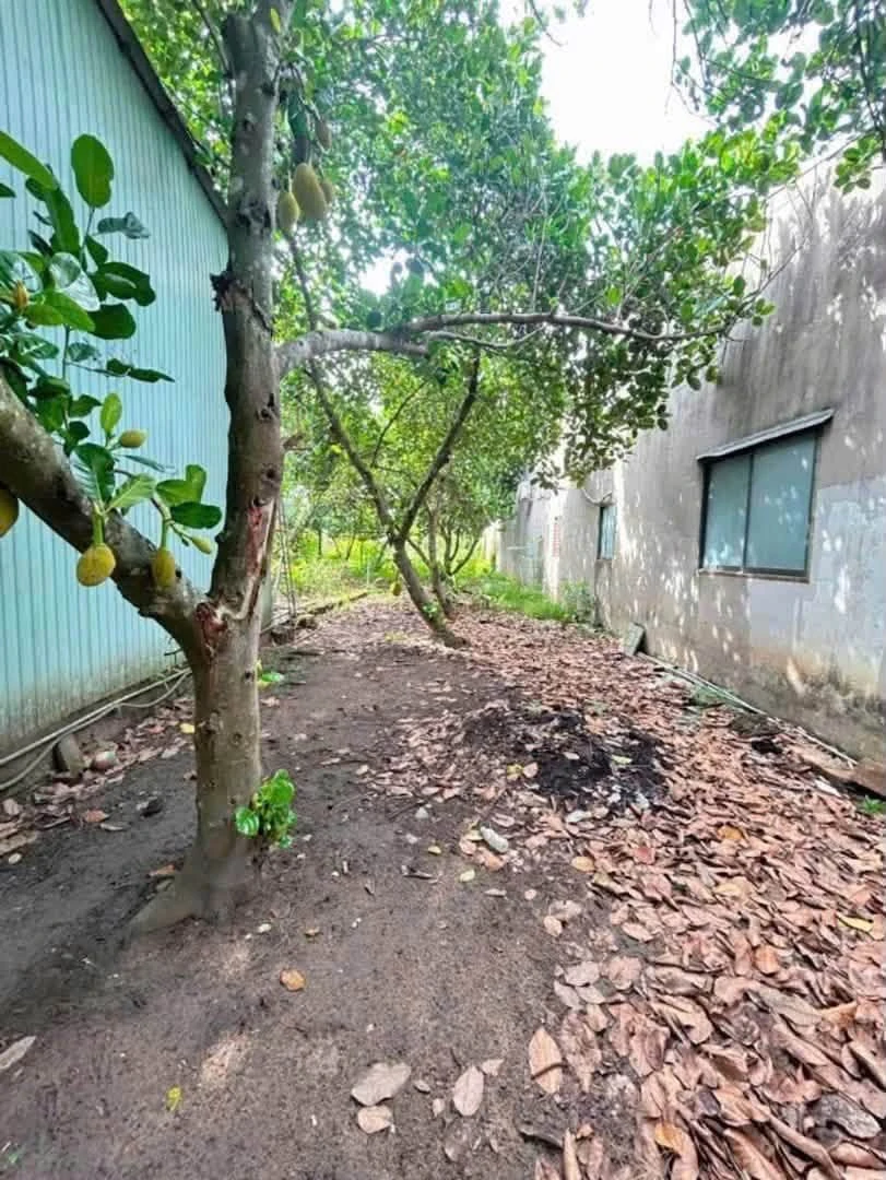 Bán lô đất thổ cư 5,5 x 38m đường nhựa gần ĐT744, Phú An, Bến Cát - Ảnh thu nhỏ 2