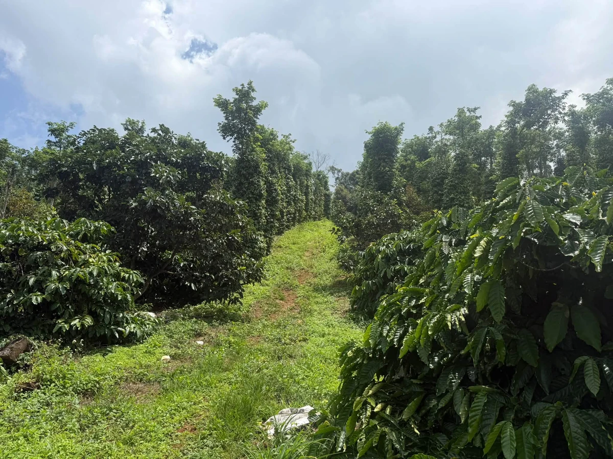 Bán 1.3ha đất cà phê, tiêu ở Nam Bình, Bình Dương 1.6 tỷ/ha - Ảnh thu nhỏ 5