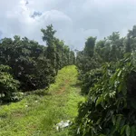 Bán 1.3ha đất cà phê, tiêu ở Nam Bình, Bình Dương 1.6 tỷ/ha - Ảnh thu nhỏ 5