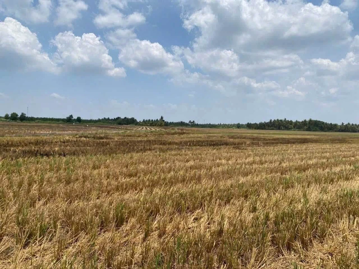 Bán đất ruộng 16 công mặt tiền kinh, Phong Thạnh, Vĩnh Long - Ảnh thu nhỏ 3