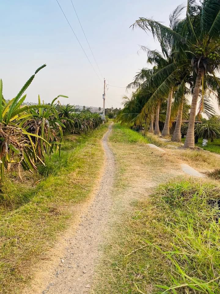 Bán đất vàng Phan Thiết 2000m² mặt tiền 20m - Ảnh thu nhỏ 2