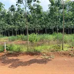 Bán đất Tân Hoà Đồng Phú 4.000 m², giá hơn 400 triệu - Ảnh thu nhỏ 3