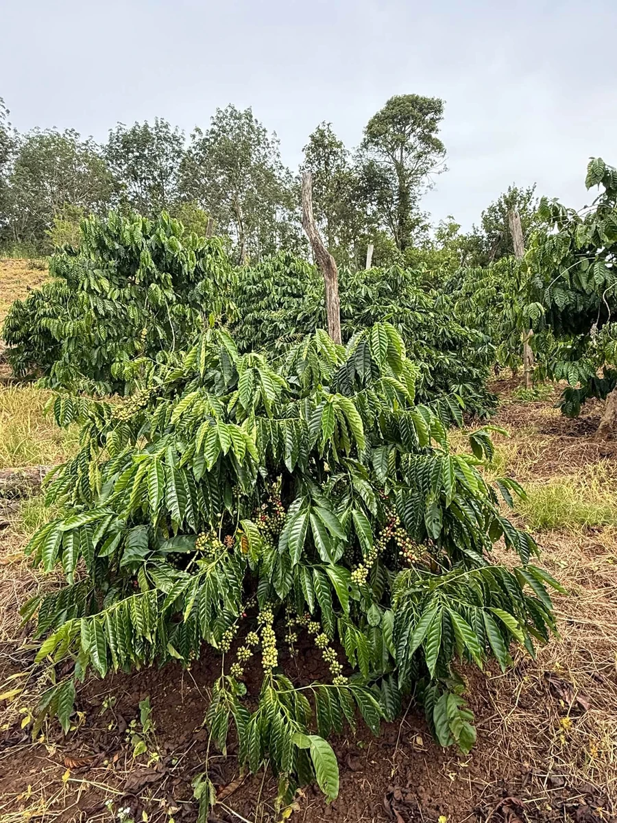 Bán đất 2 hectare có cây kinh doanh tại Eahleo - Ảnh thu nhỏ 2