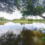 Đất công Phường Nguyệt Hoá 2 mặt tiền sông lớn và nhựa xe tải - Ảnh thu nhỏ 12