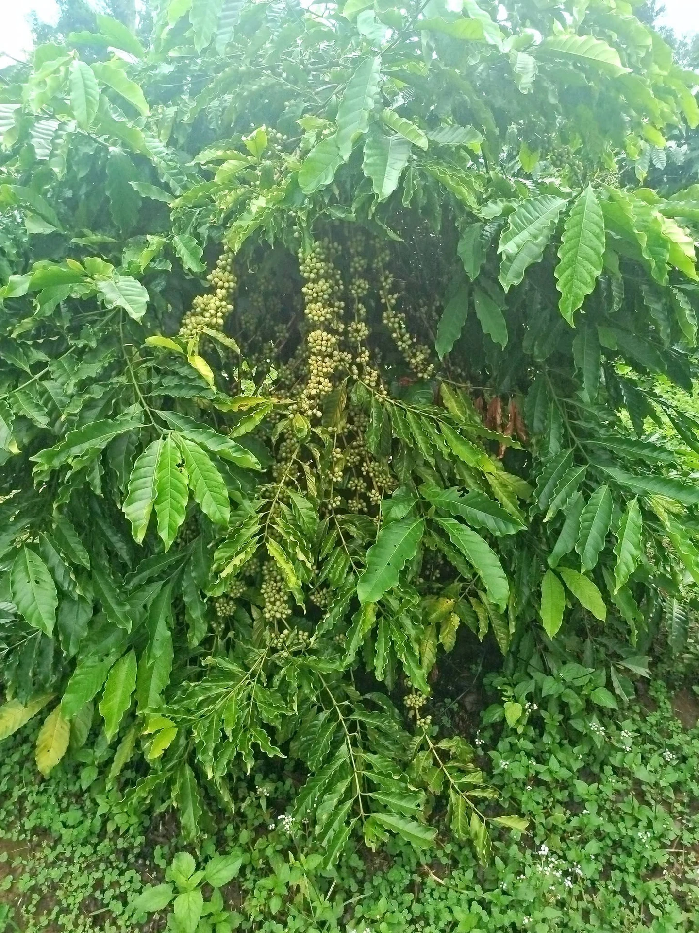 Bán đất cà phê 1,1 ha Xã Iagrai Pleiku 2,5 tỷ - Ảnh 1
