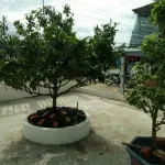 Chính chủ cần tiền hạ giá bán nhanh chỉ 5,3 tỷ có nhà đất mặt tiền QL57, Mỏ Cày Nam, có thổ cư - Ảnh thu nhỏ 22