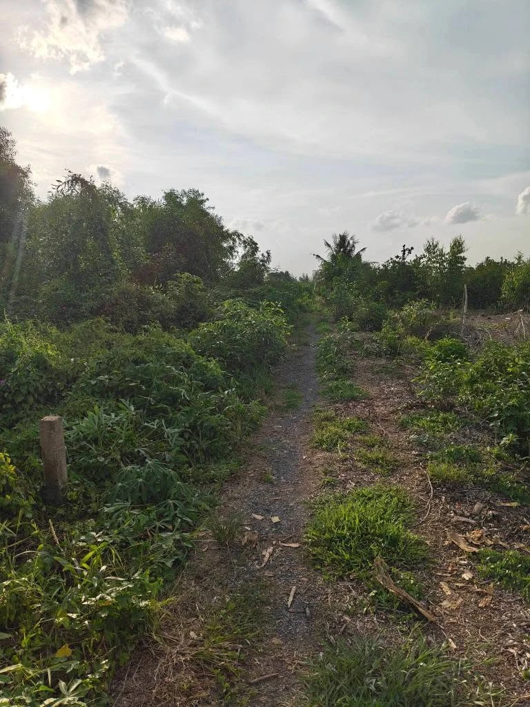Bán đất ngộp Tân Thành Thủ Thừa 1000m2 giá 425 triệu - Ảnh thu nhỏ 3