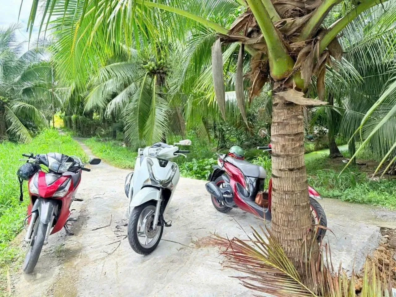 Bán đất vườn dừa Phú Khương 345,4m² giá 270 triệu - Ảnh 1