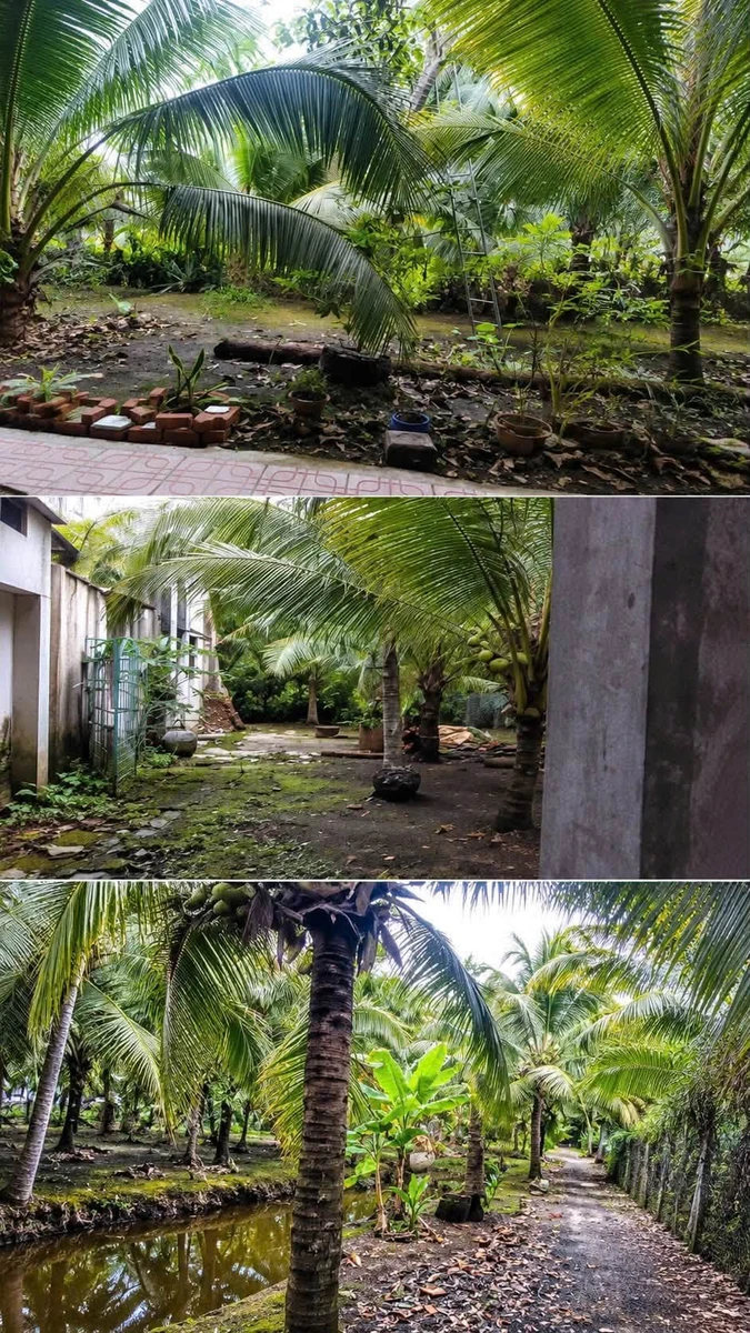 Bán đất vườn dừa 4997m² Vĩnh Long - Ảnh thu nhỏ 2