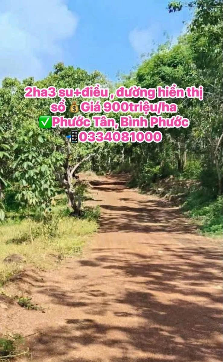 Bán đất Phước Tân, Bình Phước 2 ha giá 900tr/ha - Ảnh thu nhỏ 3