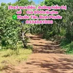 Bán đất Phước Tân, Bình Phước 2 ha giá 900tr/ha - Ảnh thu nhỏ 3