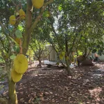 Bán đất vườn 500m² Bảo Vinh, Đồng Nai, giá 650 triệu - Ảnh thu nhỏ 5