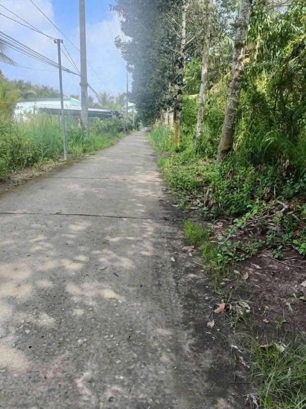 Bán vườn dừa 12 công (1,2 mẫu) có 200m2 thổ cư, tặng nhà cấp 4 tại Châu Bình, Giồng Trôm, Bến Tre