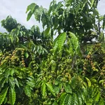 Bán đất 1,2 hectare Đắk Nông 1 tỷ 9 - Ảnh thu nhỏ 1