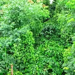 Bán đất Tuy Đức Lâm Đồng 1500m2 giá 2 tỷ 650 triệu - Ảnh thu nhỏ 5