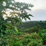 Bán đất Vườn La Ngà 1000m² view sông 580 triệu - Ảnh thu nhỏ 4