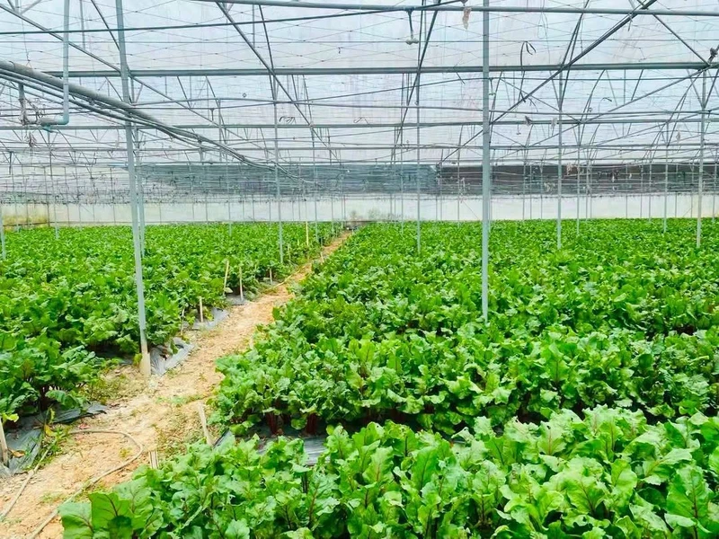Bán 2,2 hecta đất nông nghiệp Đơn Dương, 3 mặt tiền